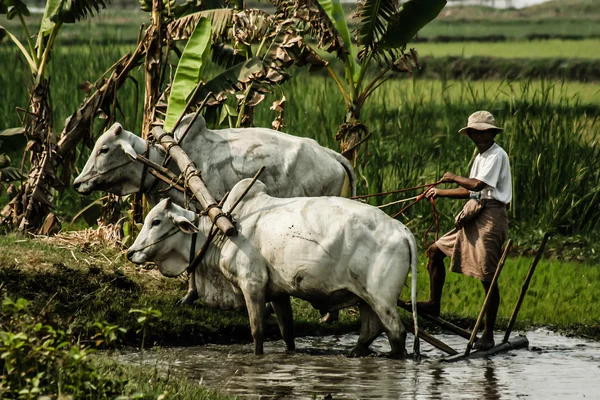 Barma. farmář na poli rýže — Stock fotografie