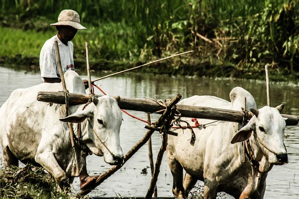 Бірма. Фермер на його рисові поля — стокове фото