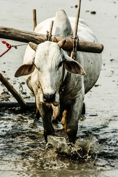 Burma. bonde på hans risfält — Stockfoto