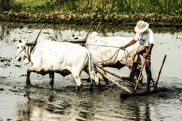 Birma. boer op zijn rijst veld — Stockfoto