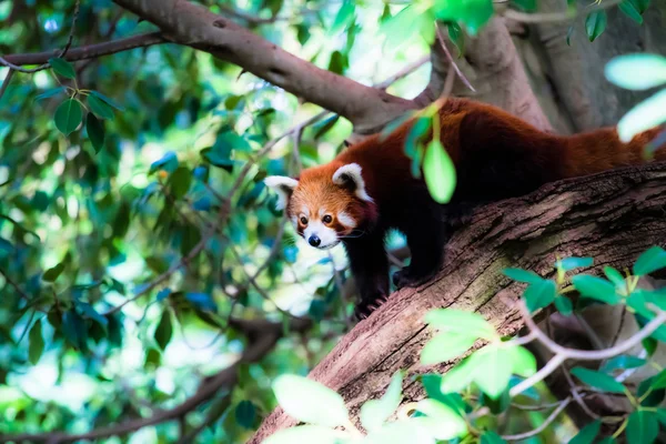 Red panda bear in tree — Stock Photo, Image