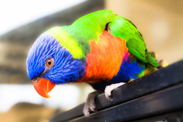 Regenbogenlorikeet sitzt auf dem trockenen Baum — Stockfoto