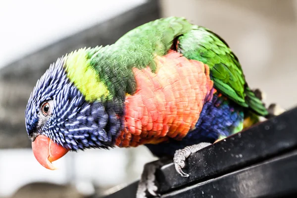 ゴシキセイガイインコ乾燥した木の上に座って — ストック写真