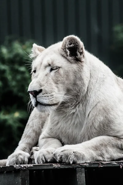 Belo leão branco macho deitado — Fotografia de Stock