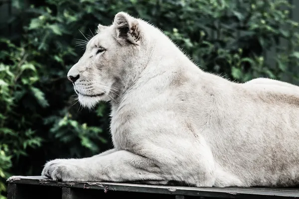 Fekvő gyönyörű férfi fehér oroszlán — Stock Fotó