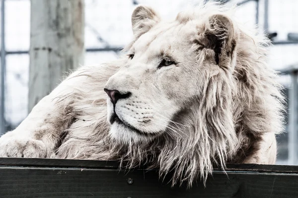 横になっている美しい男性白いライオン — ストック写真