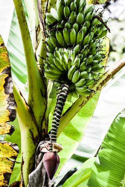 Albero di banana con un mazzo di banane — Foto Stock