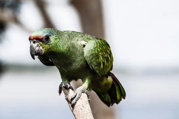 Cotorra papagáj zöld dzsungel Közép-Amerika, Mexikó — Stock Fotó