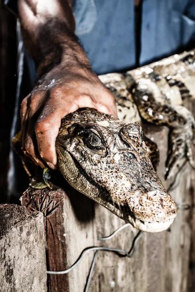 Anão Caiman (Palaeosuchus trigonatus) Na floresta tropical, leste do Equador — Fotografia de Stock