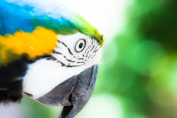 A blue and yellow macaw closeup — Stock Photo, Image