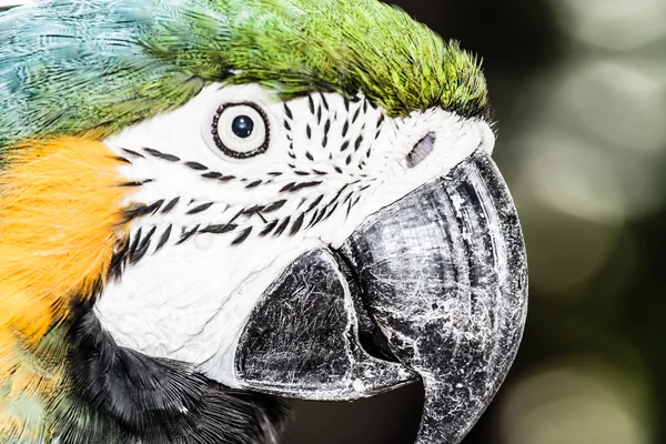 A blue and yellow macaw closeup — Stock Photo, Image