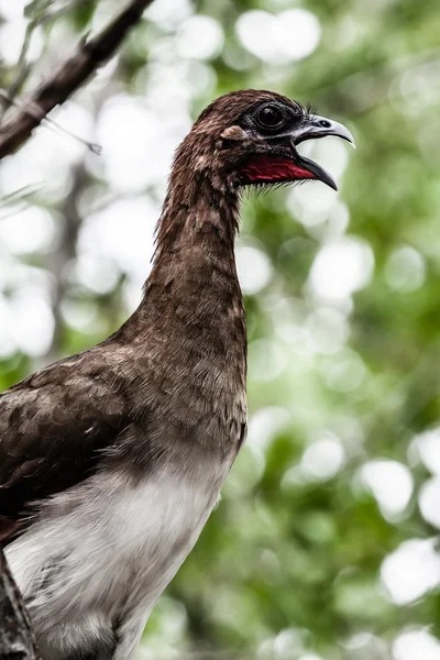 Тропические птицы в джунглях — стоковое фото