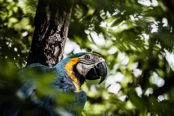 Un primer plano guacamayo azul y amarillo — Foto de Stock