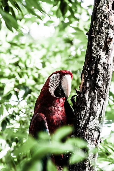 Un primer plano guacamayo azul y amarillo —  Fotos de Stock