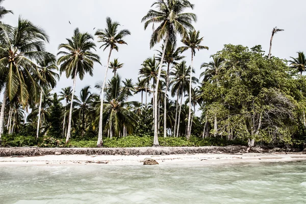 Bosque de palma verde en la isla de Colombia (HDR image)  ) — Foto de Stock