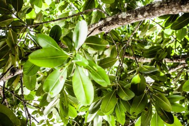 Hindistan'da Beach yeşil yaprakları