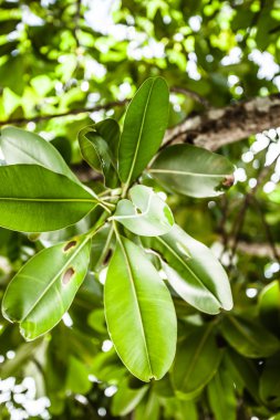 Hindistan'da Beach yeşil yaprakları