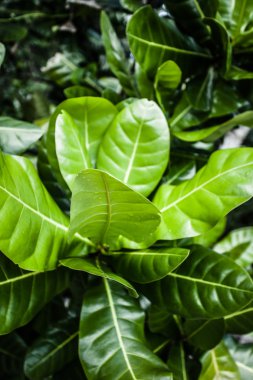 Hindistan'da Beach yeşil yaprakları