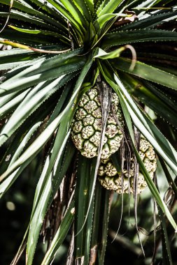 tropikal meyve Beach Hindistan