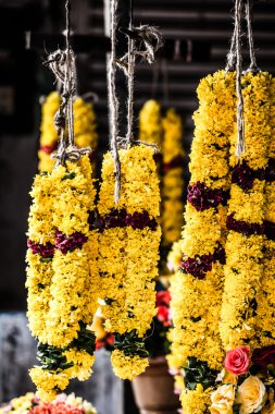 Holly çiçekler ve kadın