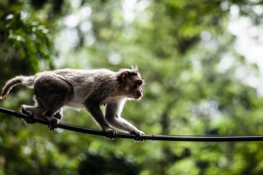 Sacred Monkey Forest in Ubud Bali Indonesia. clipart