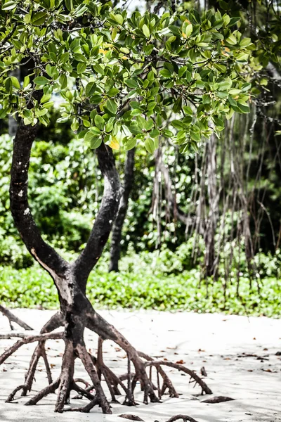 Mangrove, Queensland, Ausztrália — Stock Fotó