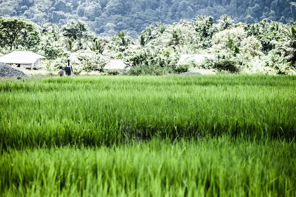 Beautifful pirinç tarlaları Bali — Stok fotoğraf