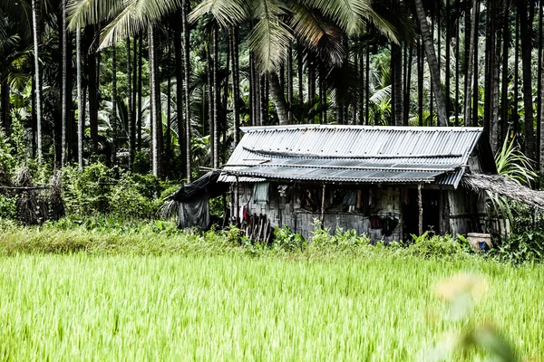 Beautifful risfälten i bali — Stockfoto