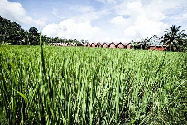 Közel van a tengerhez rizsföldek, Bali — Stock Fotó