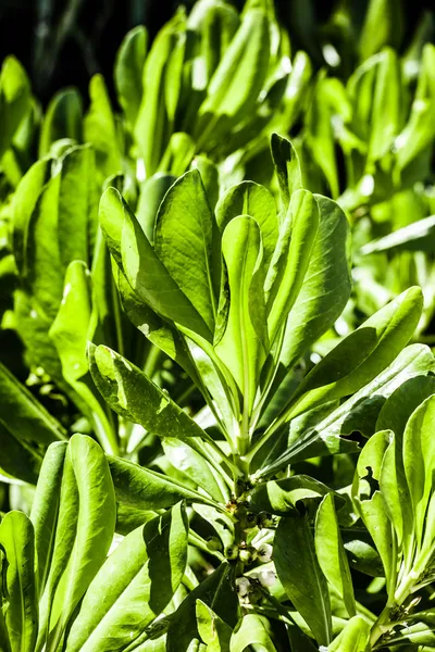 Strand groene bladeren in india — Stockfoto