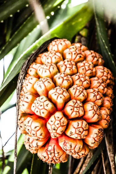 Fruta tropical en la playa en la India — Foto de Stock