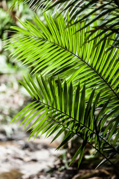 Coqueiros no Caribe — Fotografia de Stock