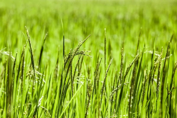 Beautifful rice fields in bali — Stock Photo, Image