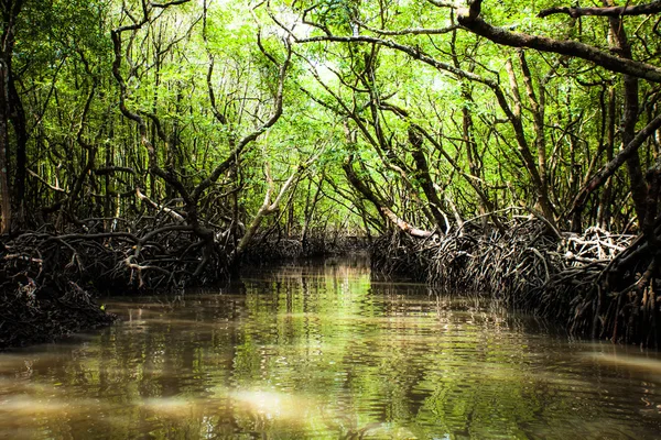 Mangrove dans l'île Havelock à Andamans, Inde . — Photo