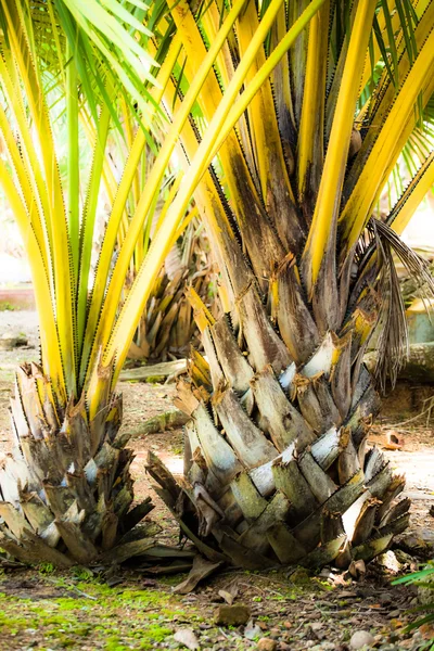 Les cocotiers dans les Caraïbes — Photo