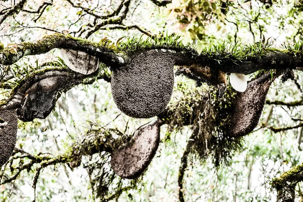 Honigbienenschwarm hängend — Stockfoto