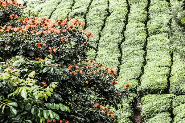 Plantação de chá em Munnar, Índia — Fotografia de Stock