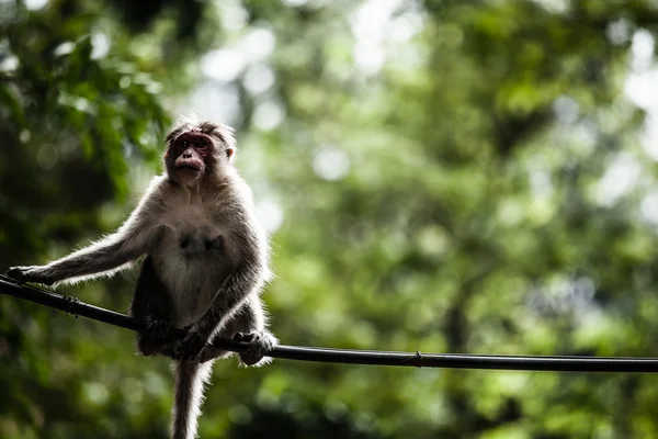 Heiliger Affenwald in ubud bali indonesien. — Stockfoto