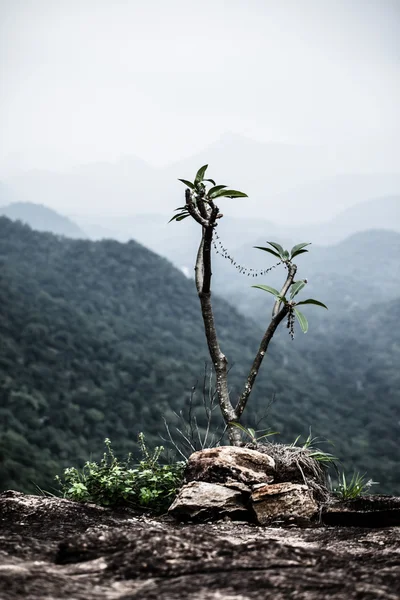 Belas montanhas, Gates, em Kerala, Índia — Fotografia de Stock