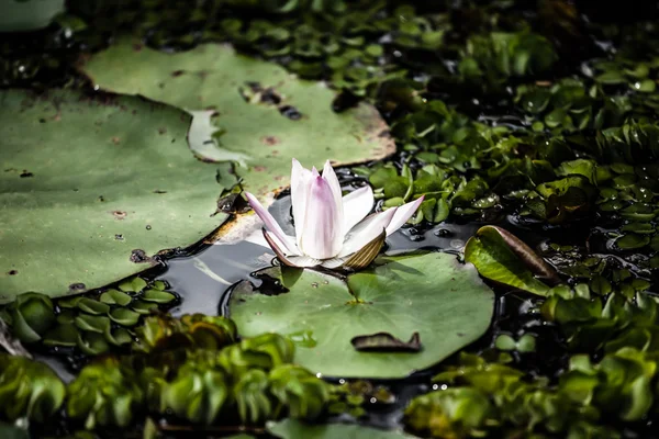 Pink lotus blossoms or water lily flowers blooming on pond — Stock Photo, Image