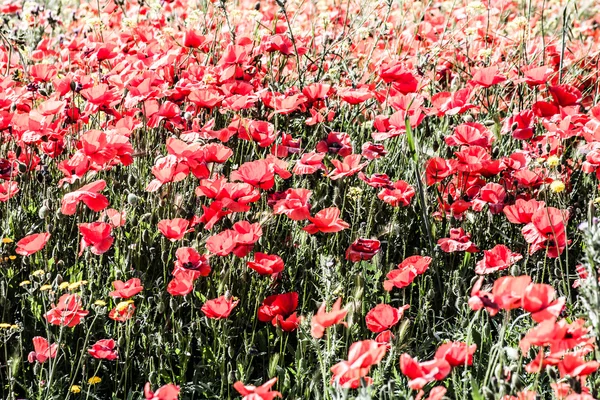 Kukuřice mák (papaver vlčí) v poli. — Stock fotografie