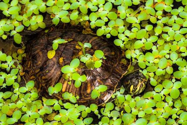 Schildpadden in natuurlijke lake — Stockfoto