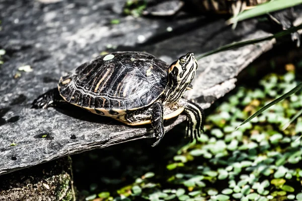 自然湖のカメ — ストック写真