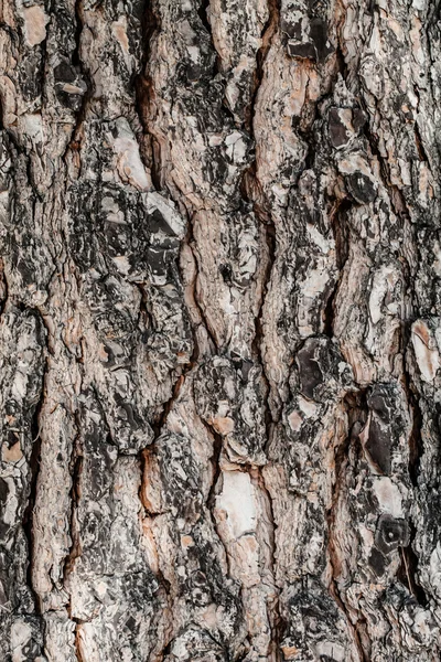 Dettaglio corteccia di quercia — Foto Stock