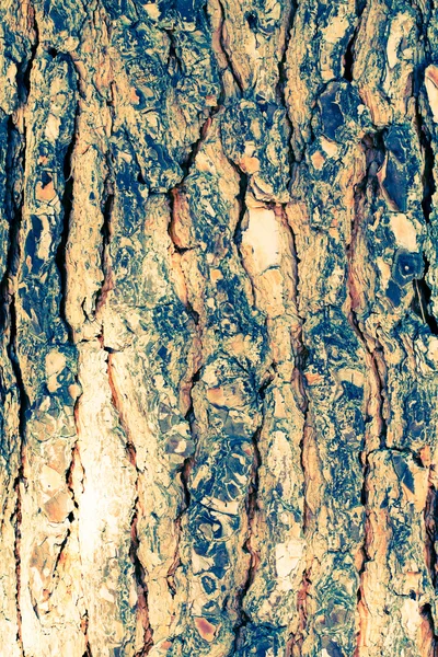 Detalj av ek bark — Stockfoto