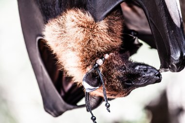 meyve yarasaları birlikte takılıyorlar.