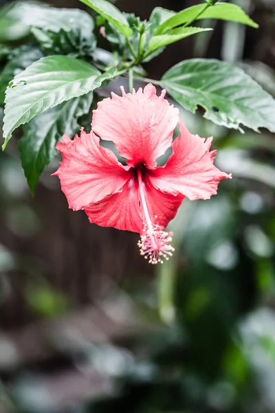 Röd hibiskus - tropisk blomma — Stockfoto