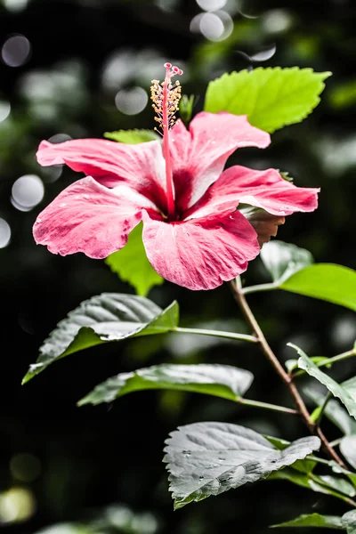 红色 hibiskus-热带花卉 — 图库照片