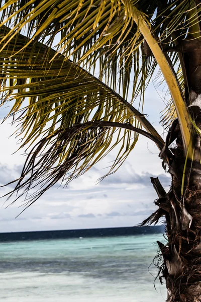 Zelený strom na bílé písečné pláži. Ostrov Malcapuya, Coron, Filipíny. — Stock fotografie