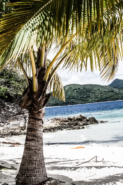 Groene boom op een wit zandstrand. Malcapuya Island, Coron, Filipijnen. — Stockfoto